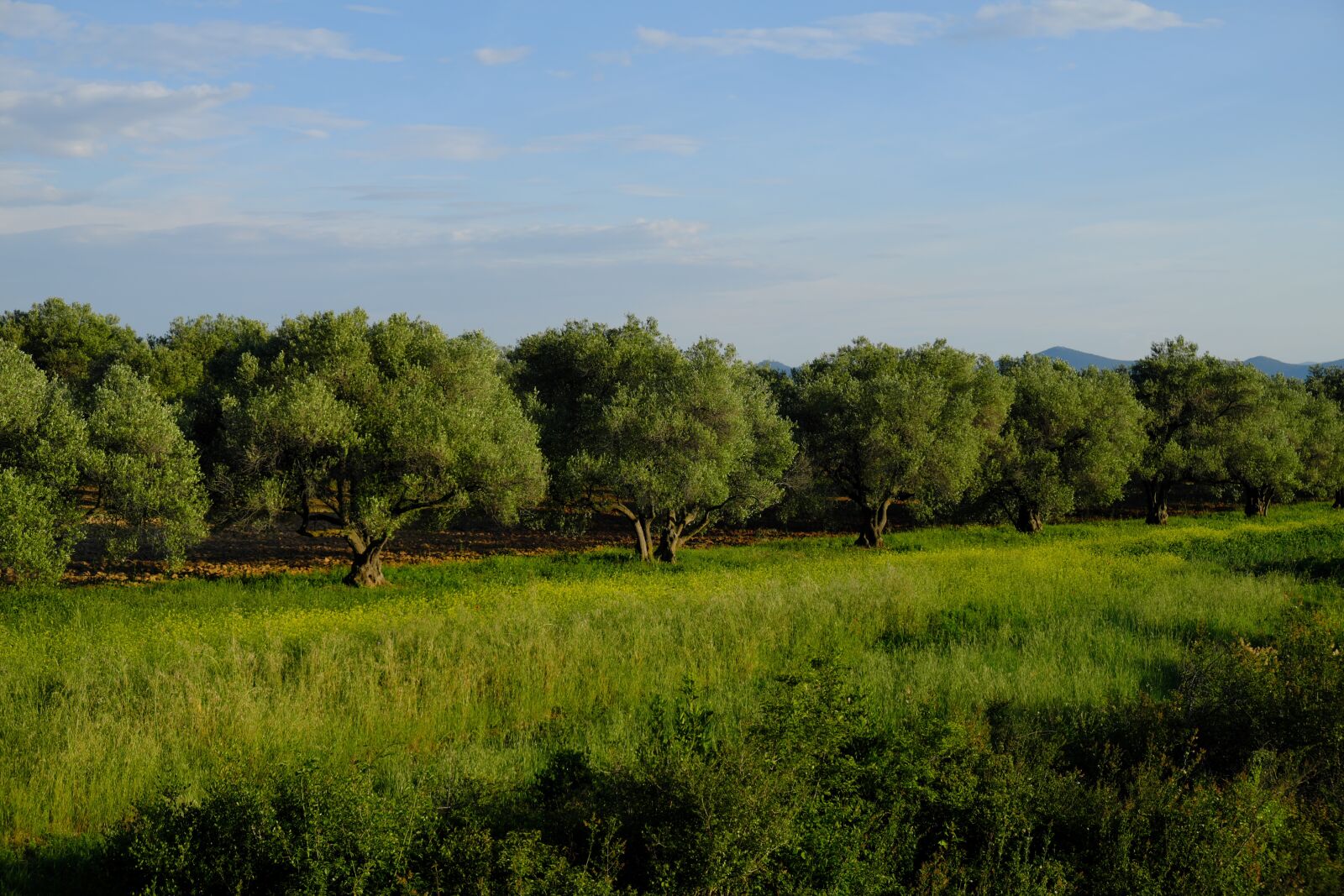 Fujifilm X-T2 sample photo. Olive tree, croatia, nature photography