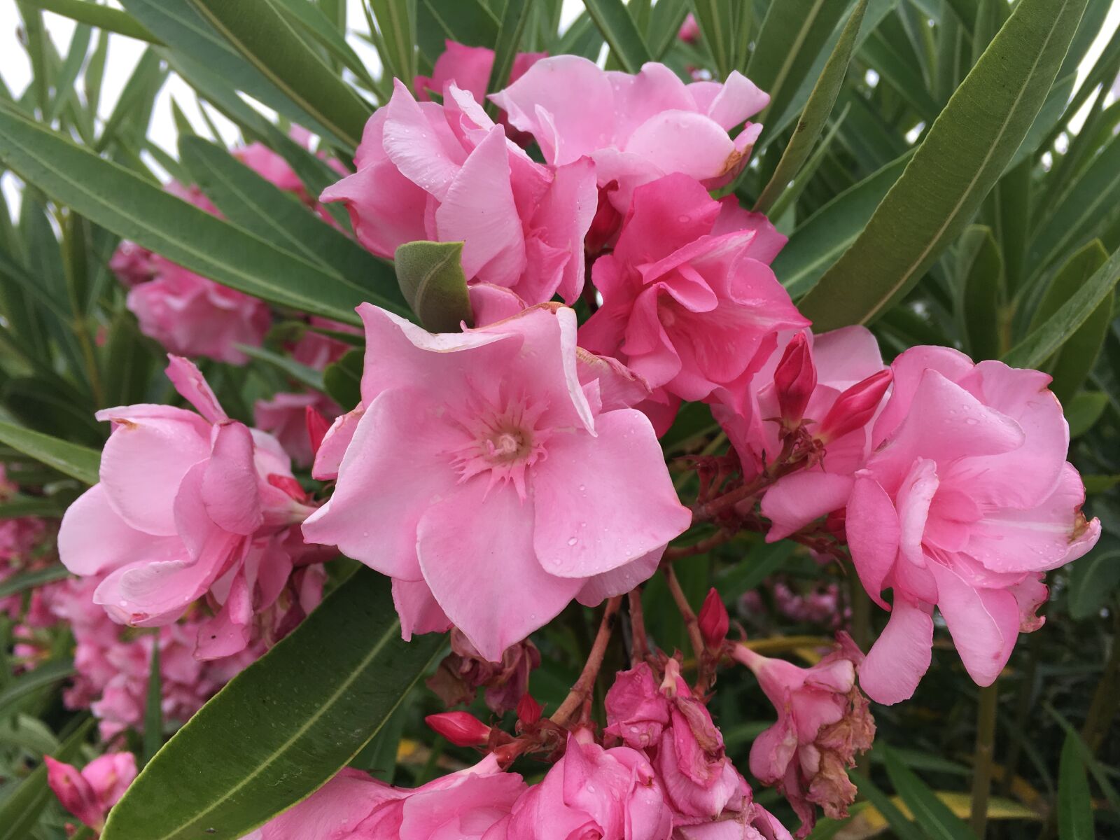iPhone SE back camera 4.15mm f/2.2 sample photo. Nature, flower, beauty photography