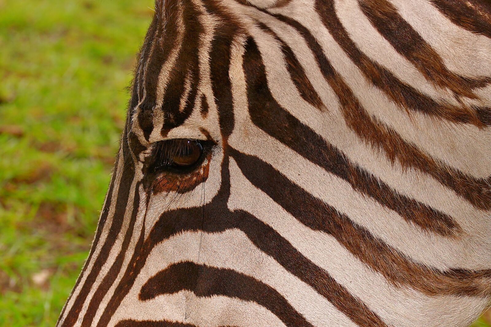 Sony a99 II + 105mm F2.8 sample photo. Zebra, striped, brown photography