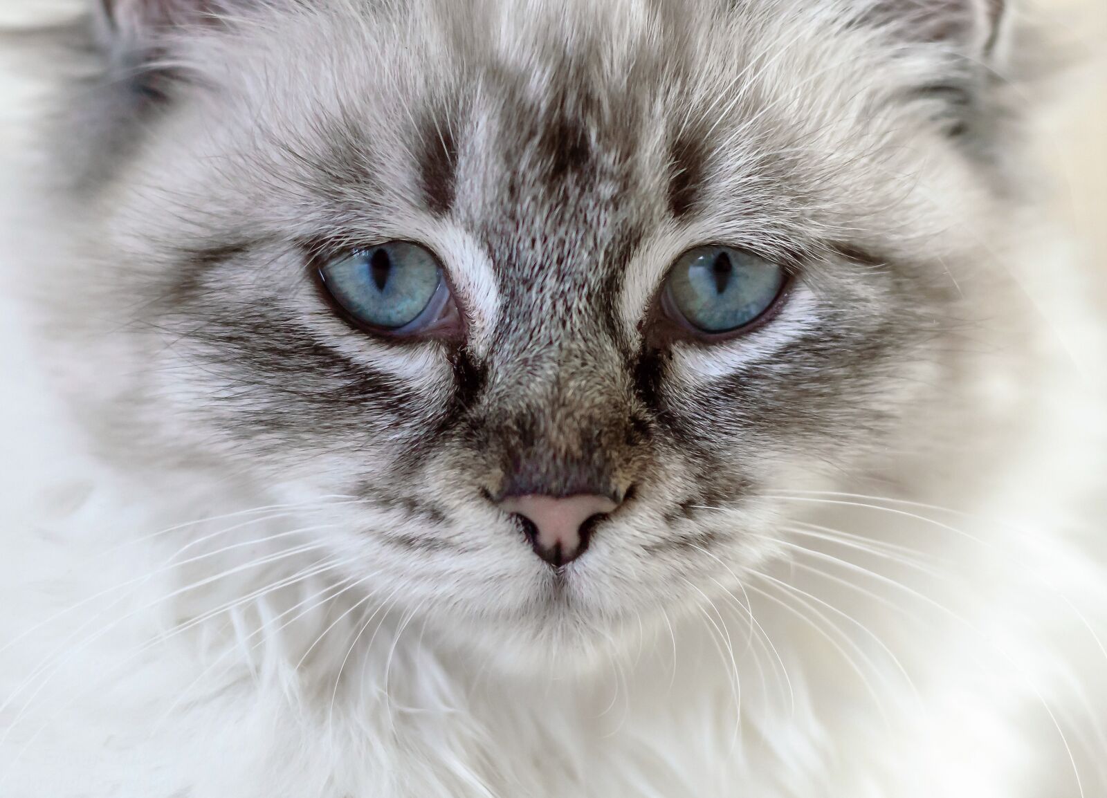 Nikon D3200 sample photo. Cat, domestic cat, young photography