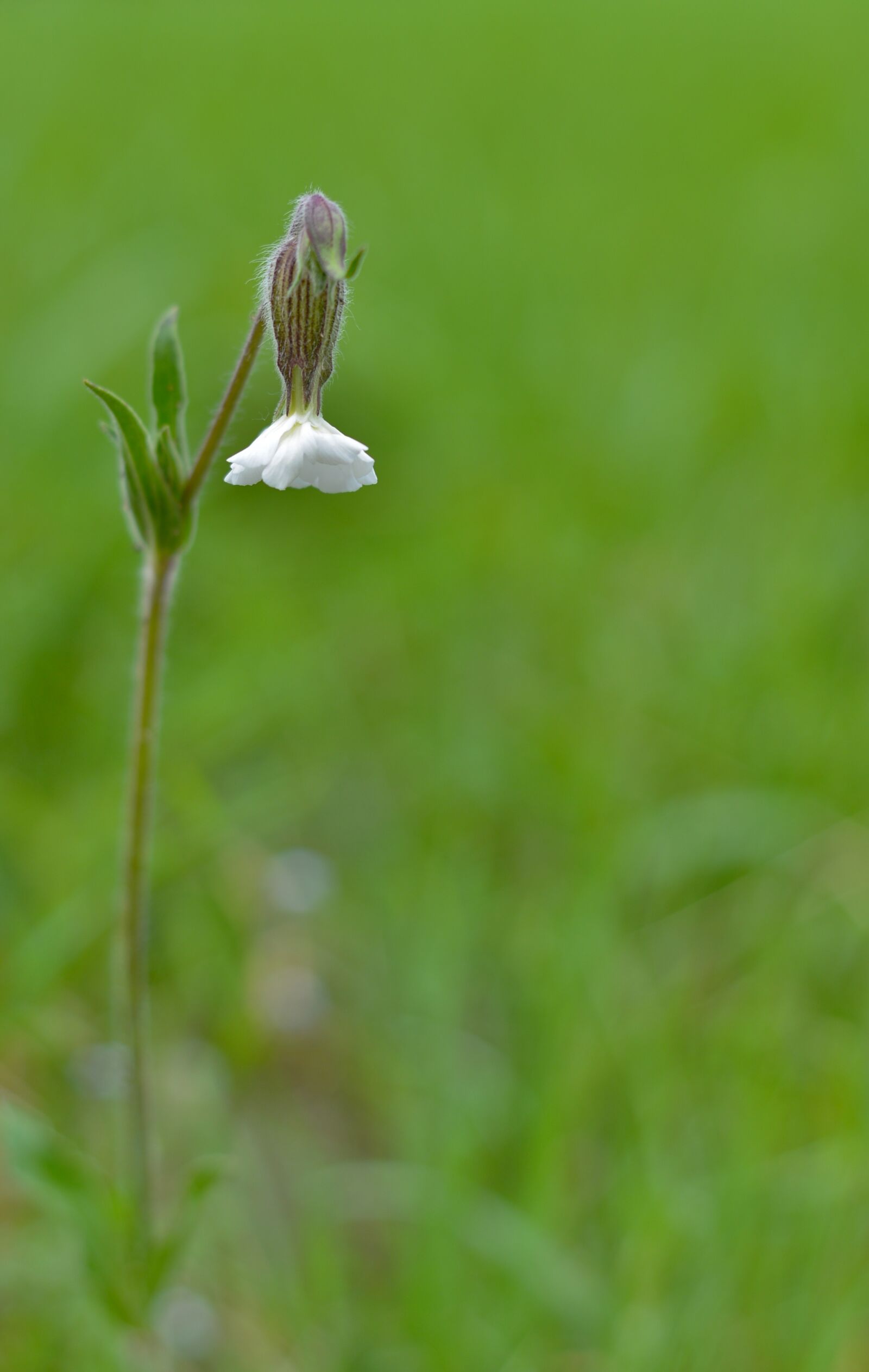 Nikon D600 sample photo. Wild flower, bellflower, flower photography