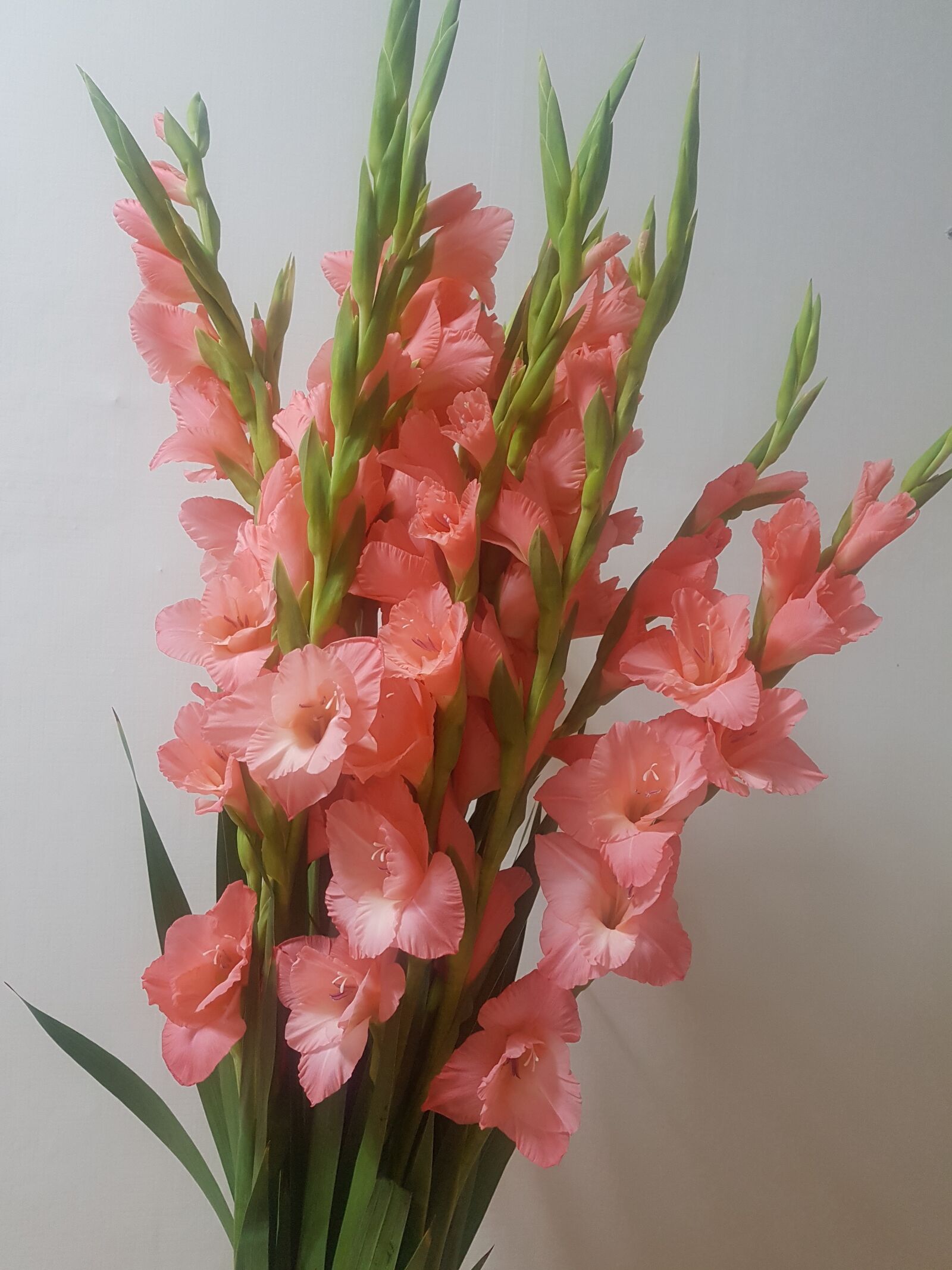 Samsung Galaxy S7 sample photo. Flowers, vase, flower arrangements photography
