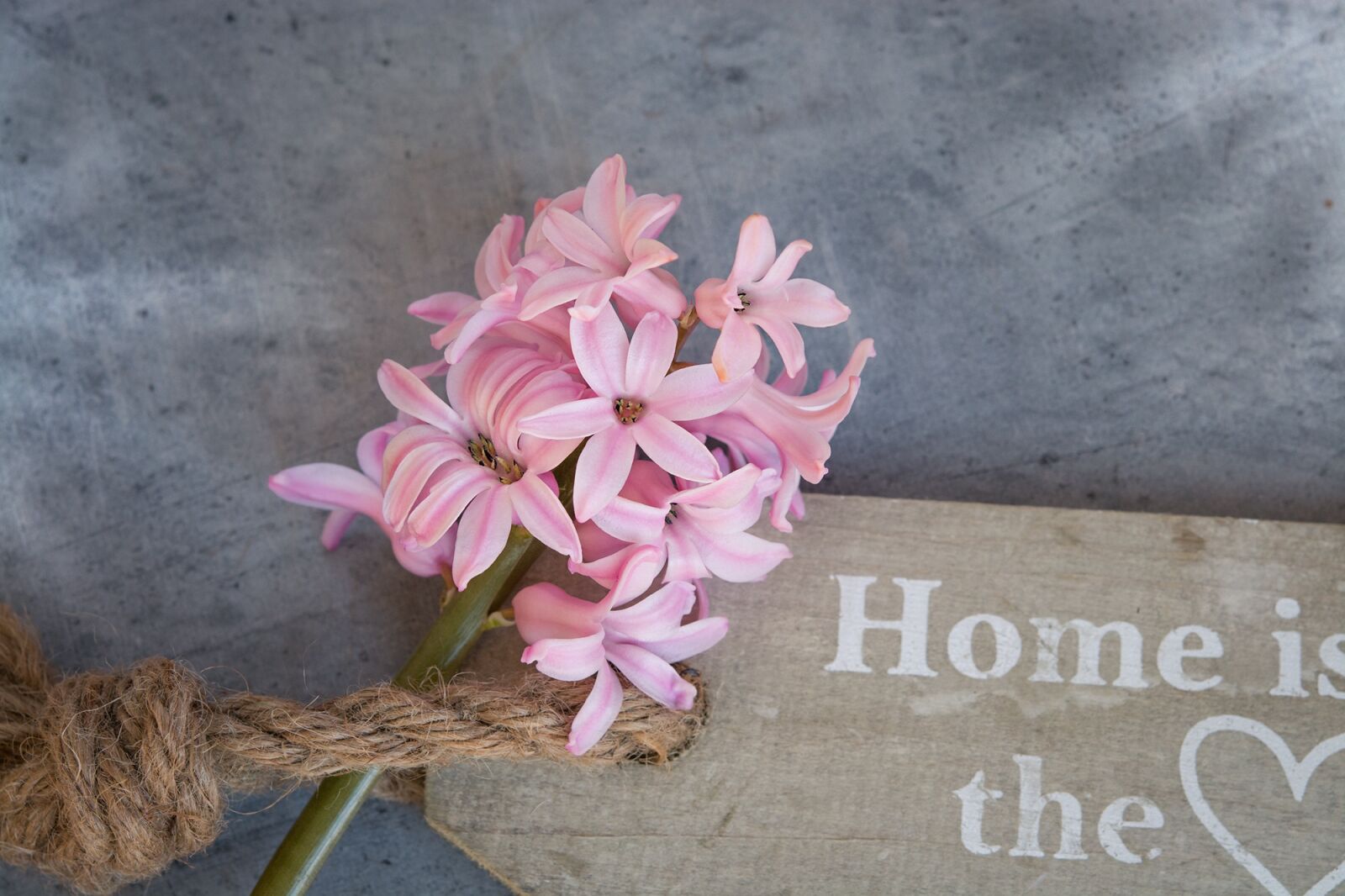 Nikon D7100 sample photo. Hyacinth, flower, pink photography