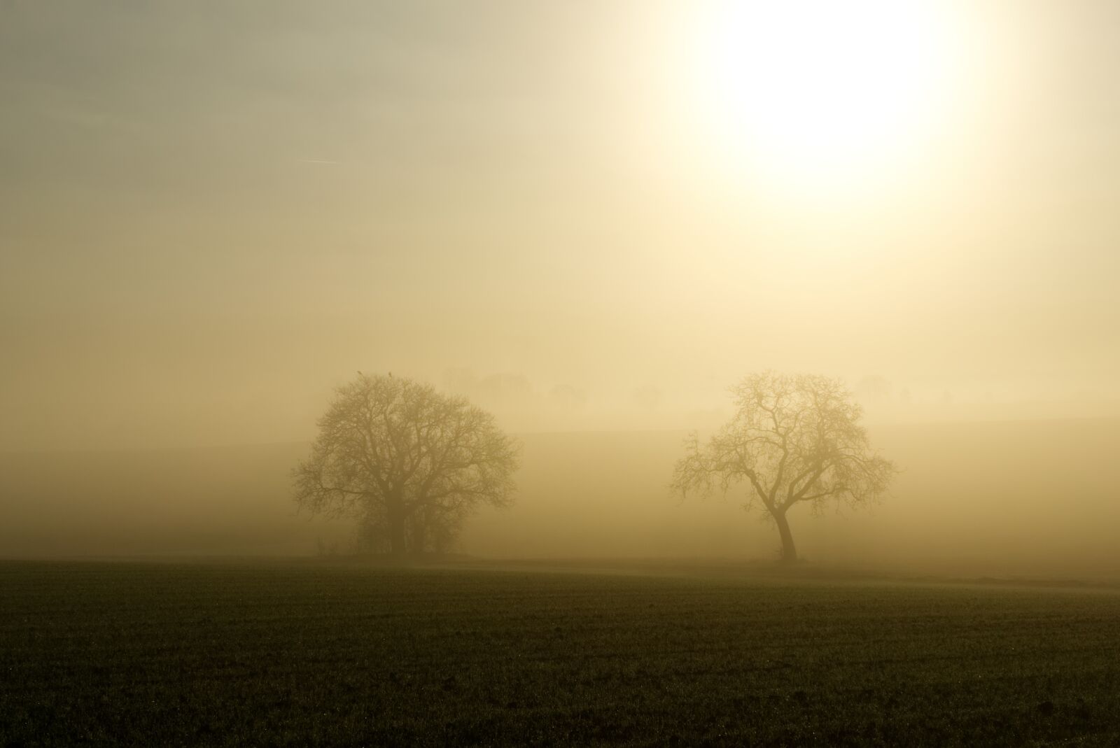 Sony a6000 sample photo. Fog, sun, backlighting photography