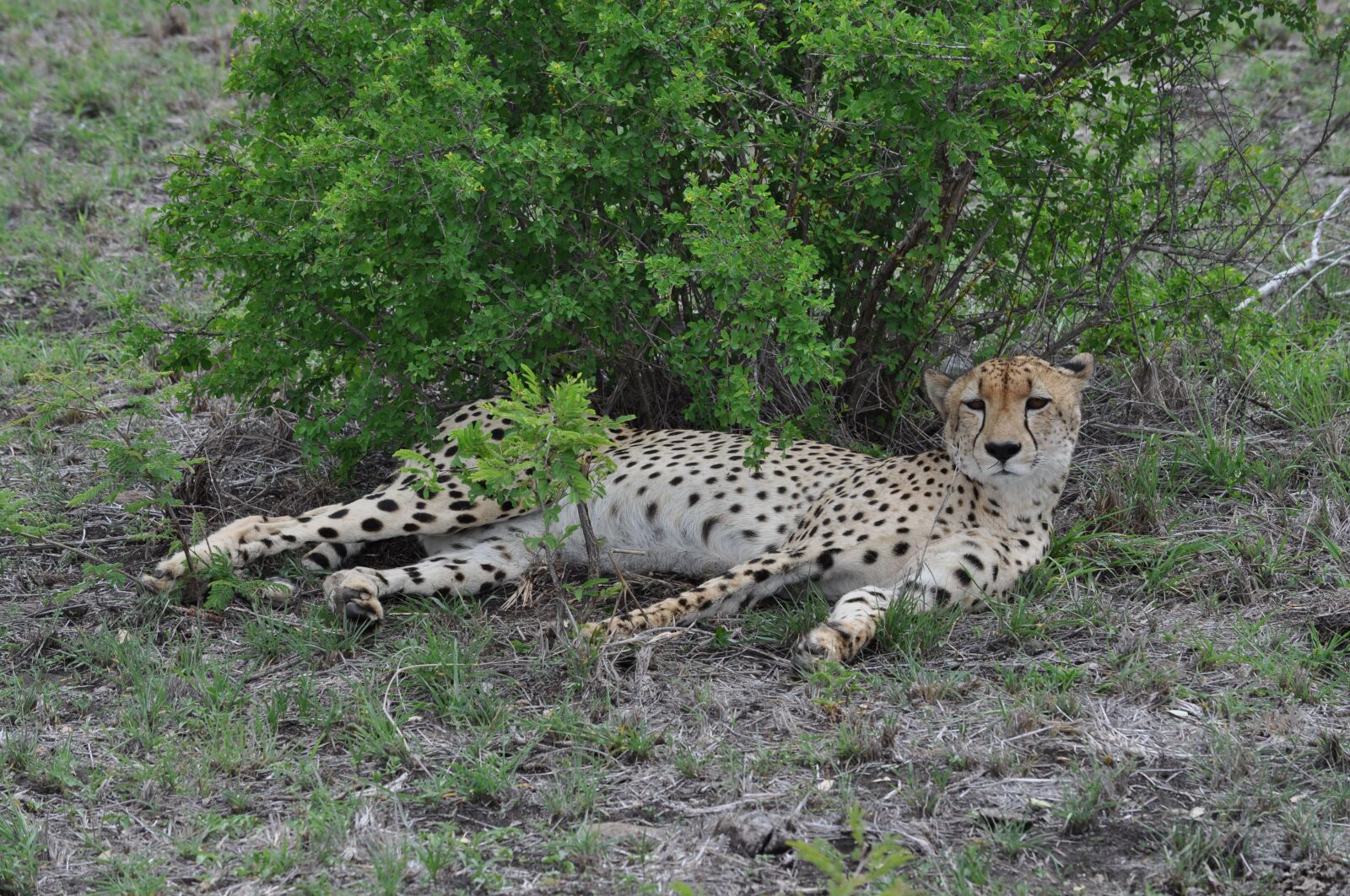 Nikon D5000 sample photo. African cheetah, cheetah, wildlife photography