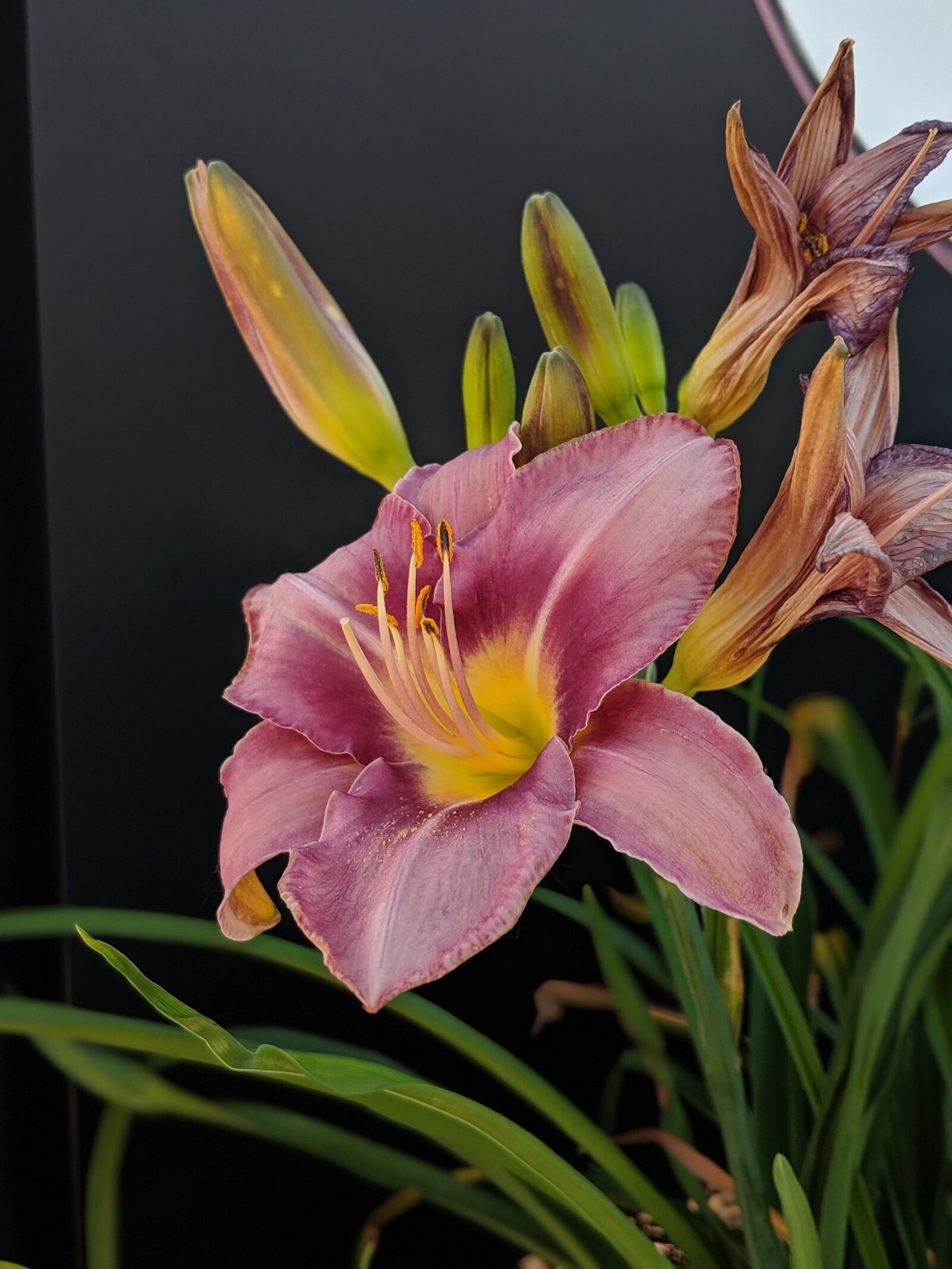 Google Pixel 2 sample photo. Flower, lily, bloom photography
