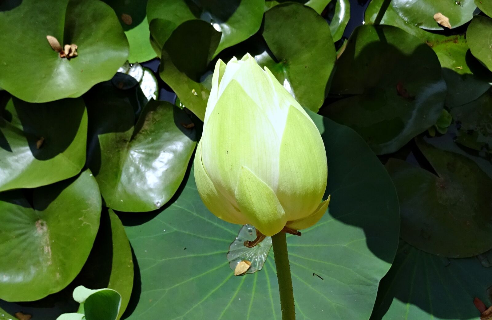 Sony DSC-HX60V sample photo. Lotus, bud, white photography