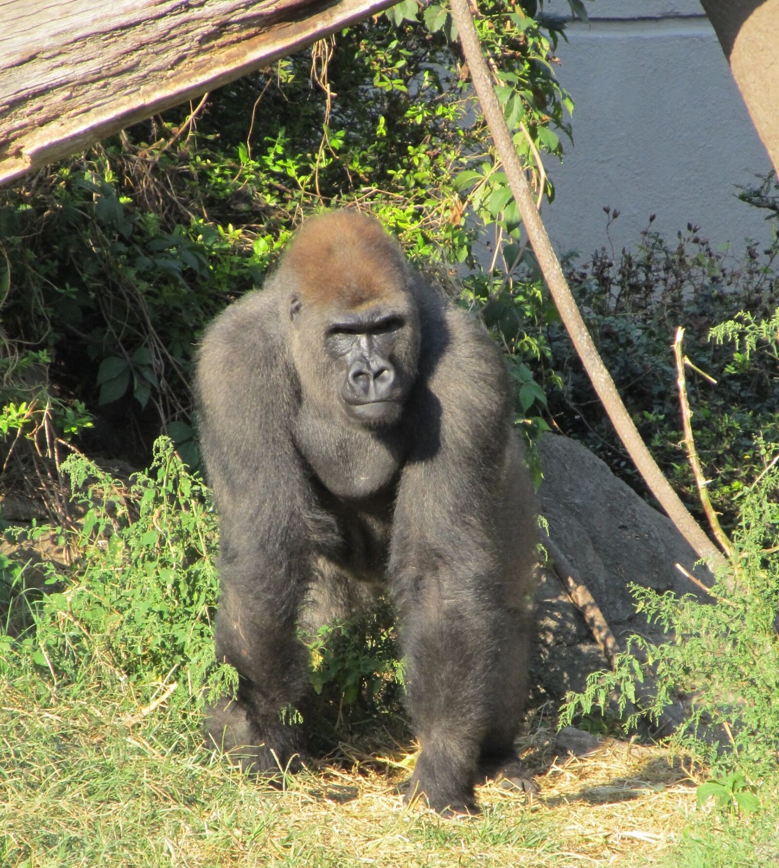 Canon PowerShot SX130 IS sample photo. Gorilla, kneeling, looking photography