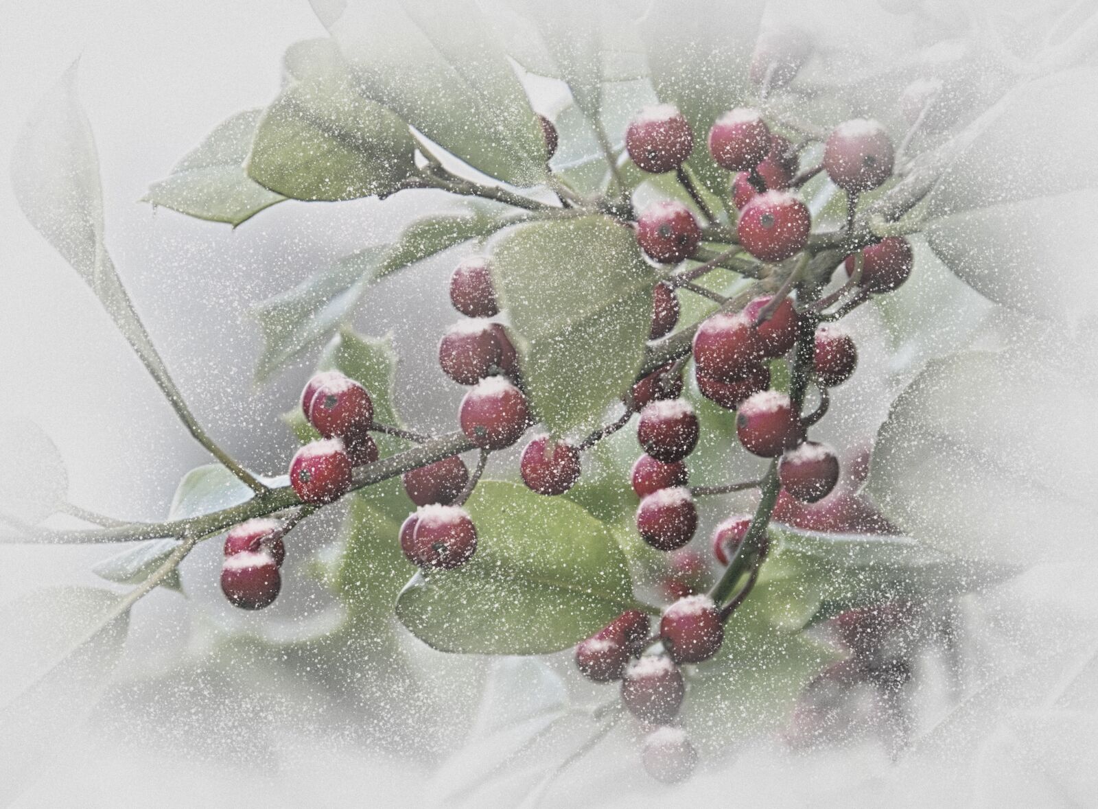 Canon EOS 550D (EOS Rebel T2i / EOS Kiss X4) sample photo. Winter, snow, berries photography