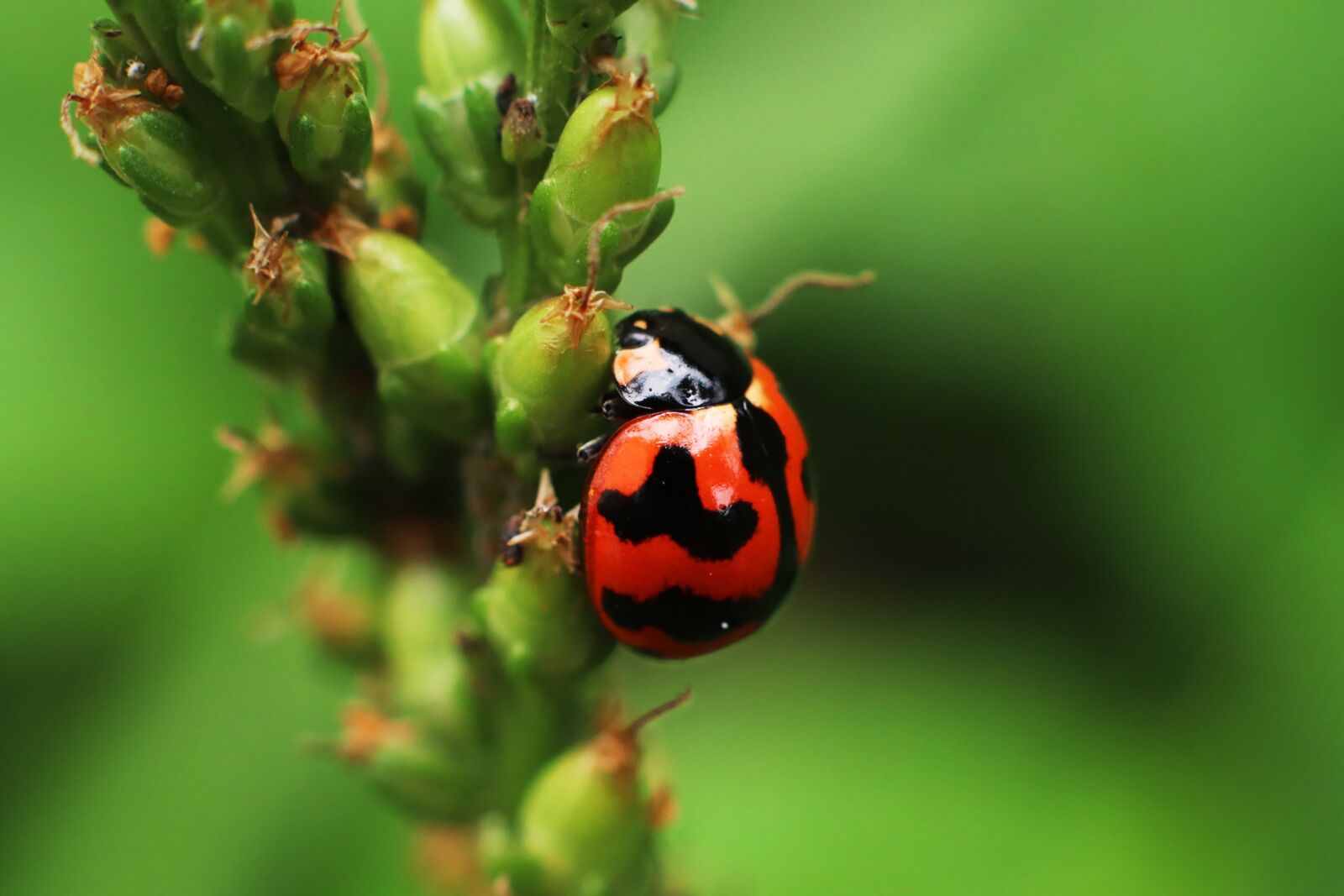 Canon EF 50mm F1.4 USM sample photo. Ladybug, insects, beetle photography
