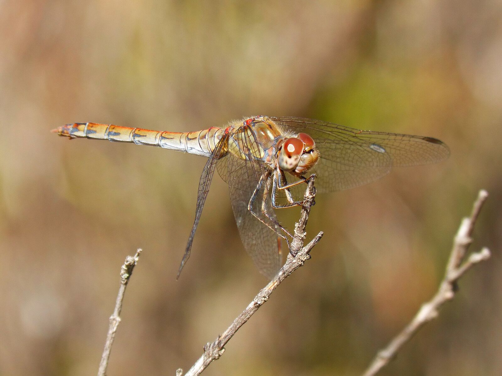 Panasonic DMC-FZ62 sample photo. Dragonfly, wings, insect photography