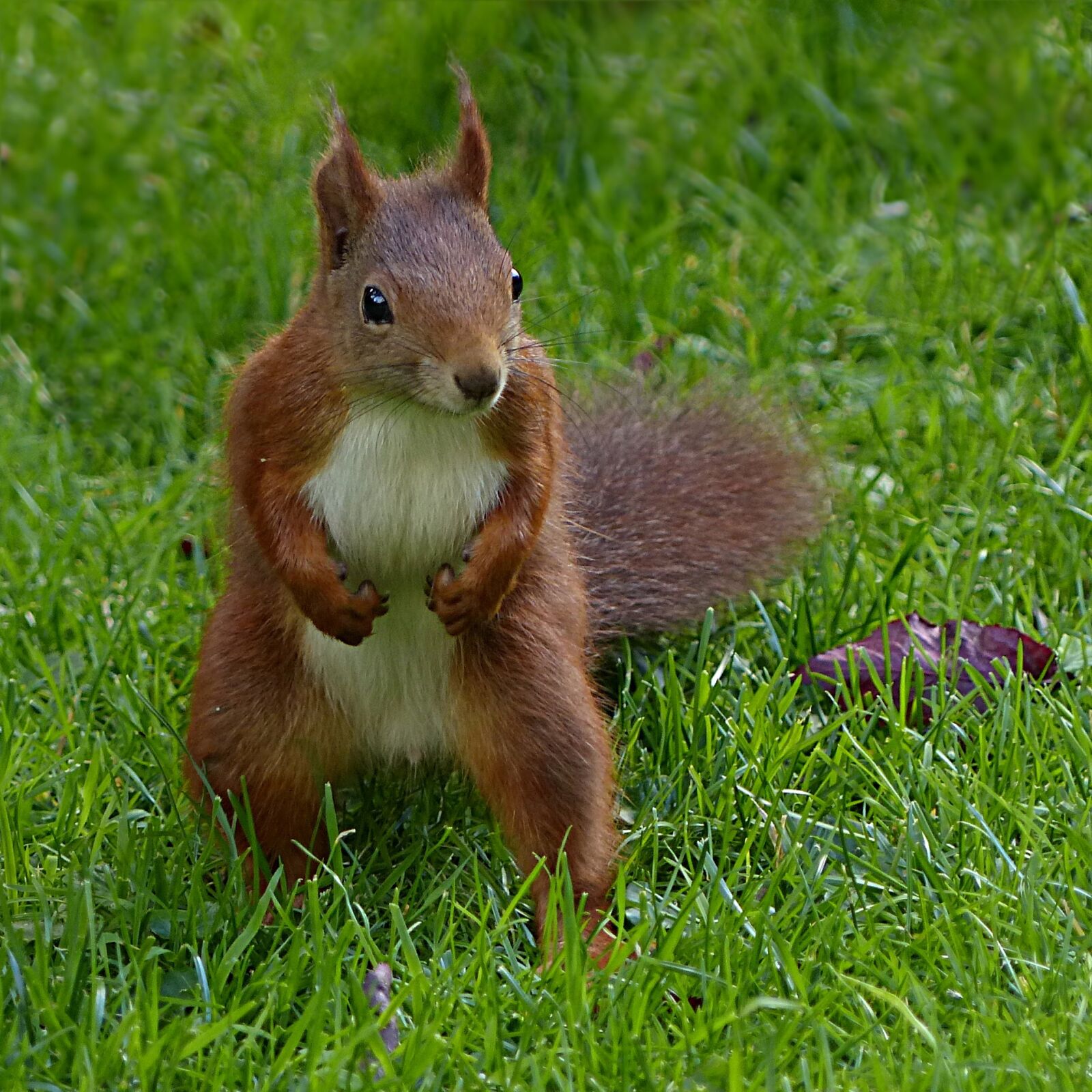 Panasonic Lumix DMC-FZ200 sample photo. Squirrel, sciurus vulgaris major photography