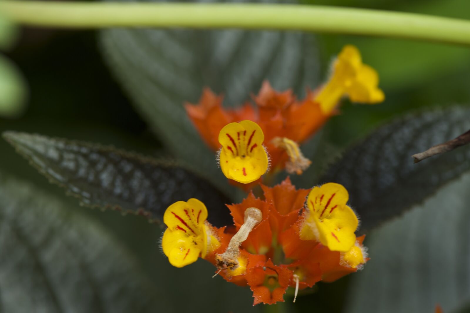 Nikon D700 sample photo. Wildflowers, yellow, nature photography
