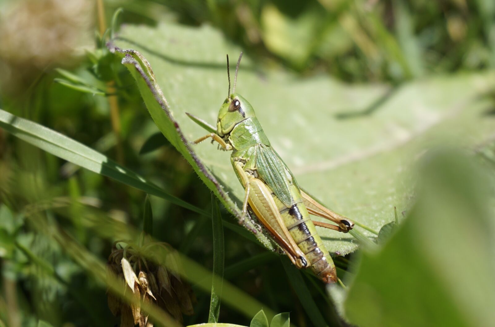 Sony a6000 sample photo. Grasshopper, insect, green photography