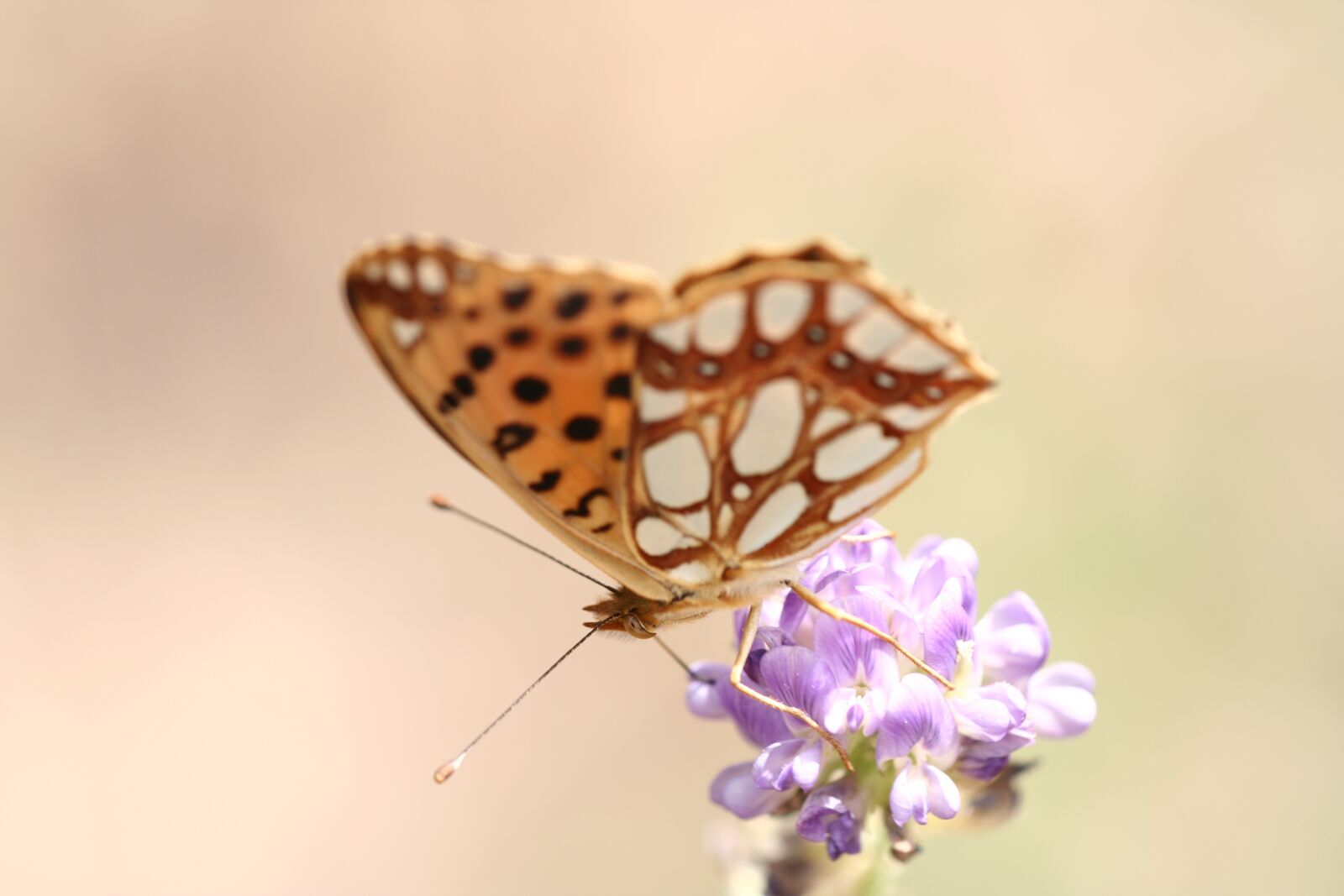 Canon EOS 350D (EOS Digital Rebel XT / EOS Kiss Digital N) sample photo. Butterfly, animal, macro photography