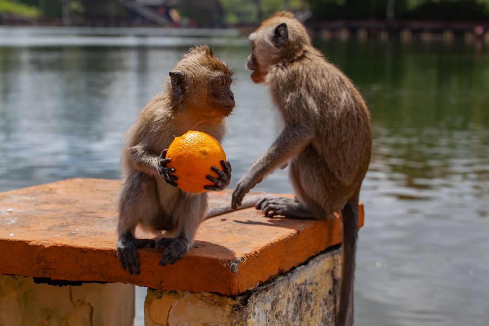 Canon EF 70-200mm F4L USM sample photo. Long tailed macaque, crab-eating photography