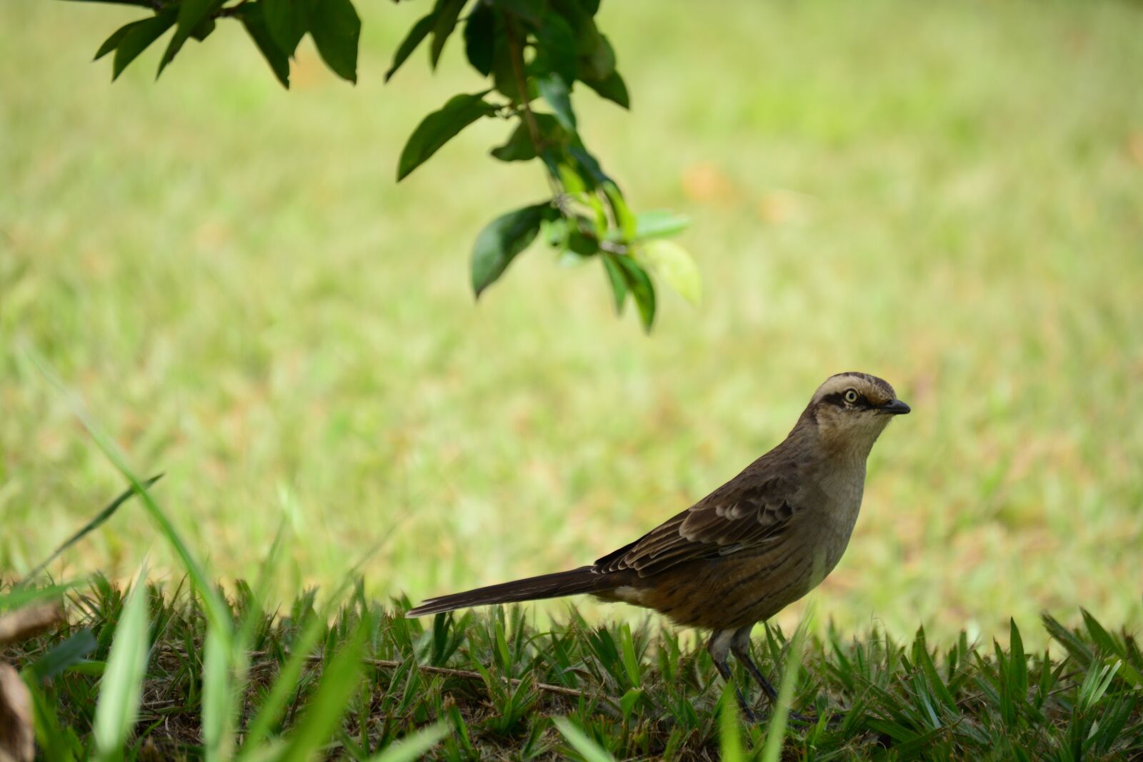 Nikon D5200 sample photo. Paige, nature, bird photography