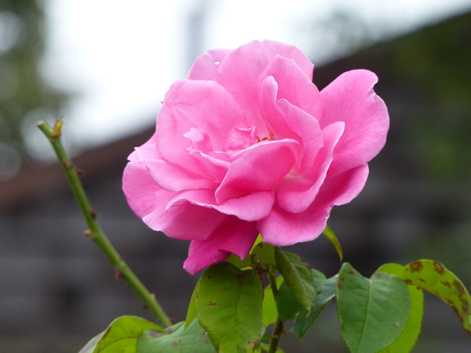 Panasonic Lumix DMC-FZ200 sample photo. Nature, flower, flora photography