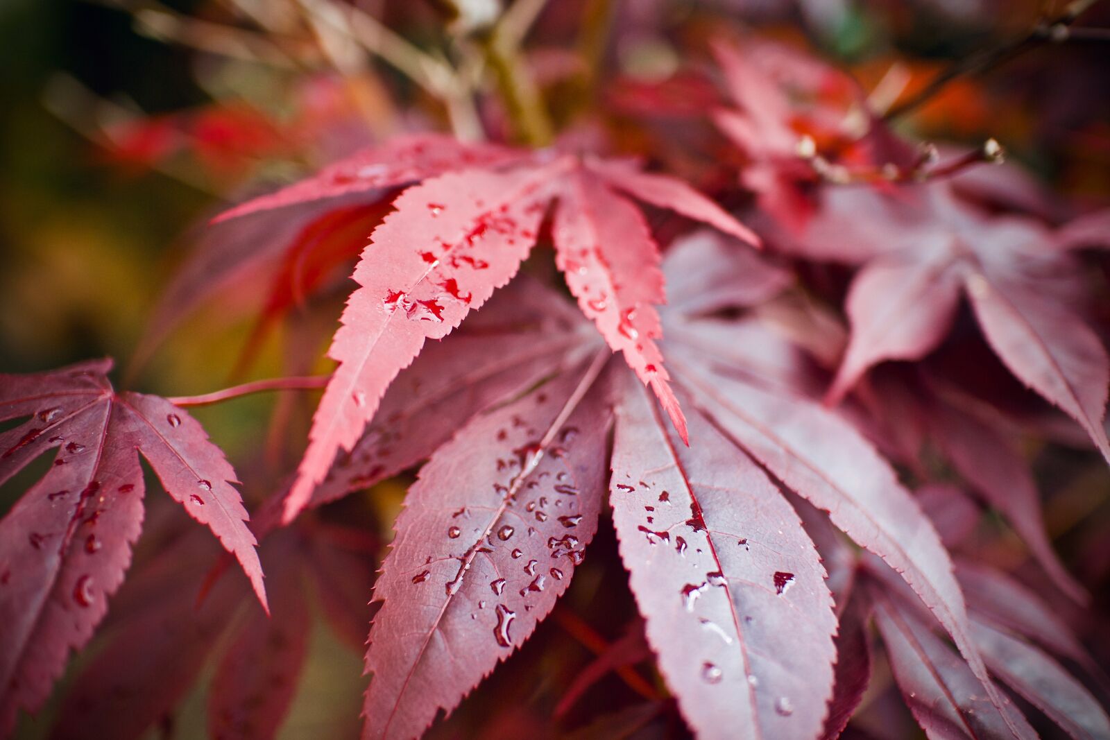 Canon EOS M + Canon EF-M 22mm F2 STM sample photo. Maple, red maple, garden photography