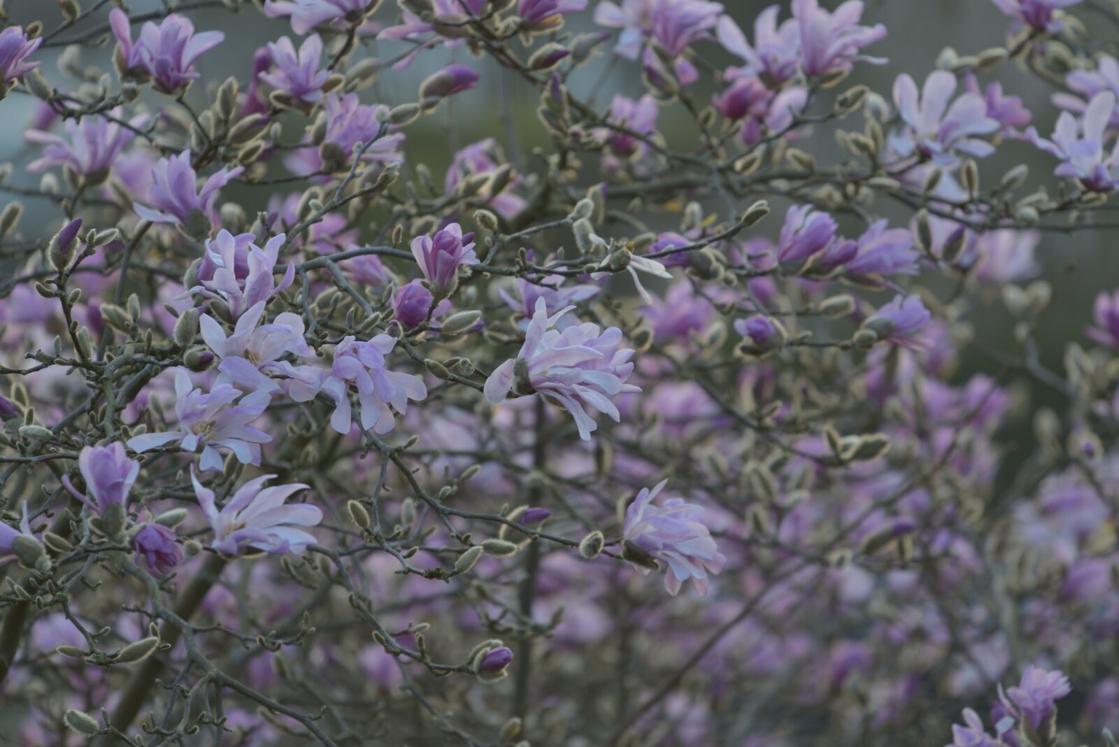 Nikon D800 sample photo. Flowering, tree, sunset photography