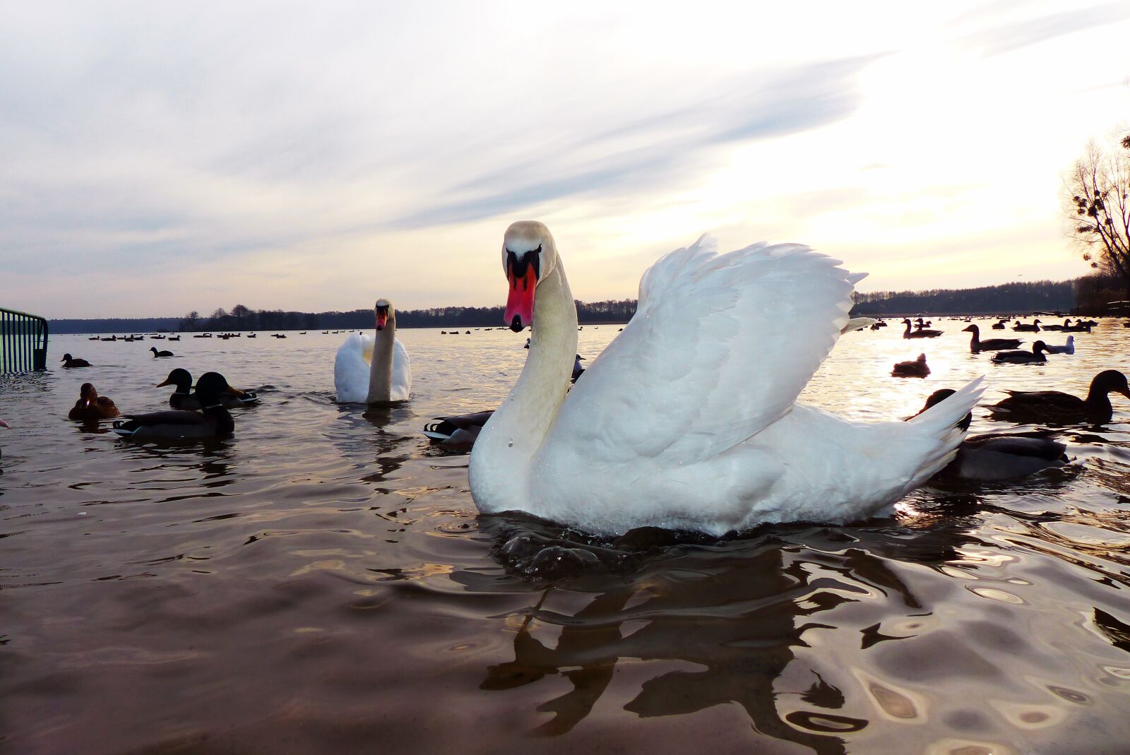 Panasonic Lumix DMC-FZ200 sample photo. Mute swan, tom, water photography