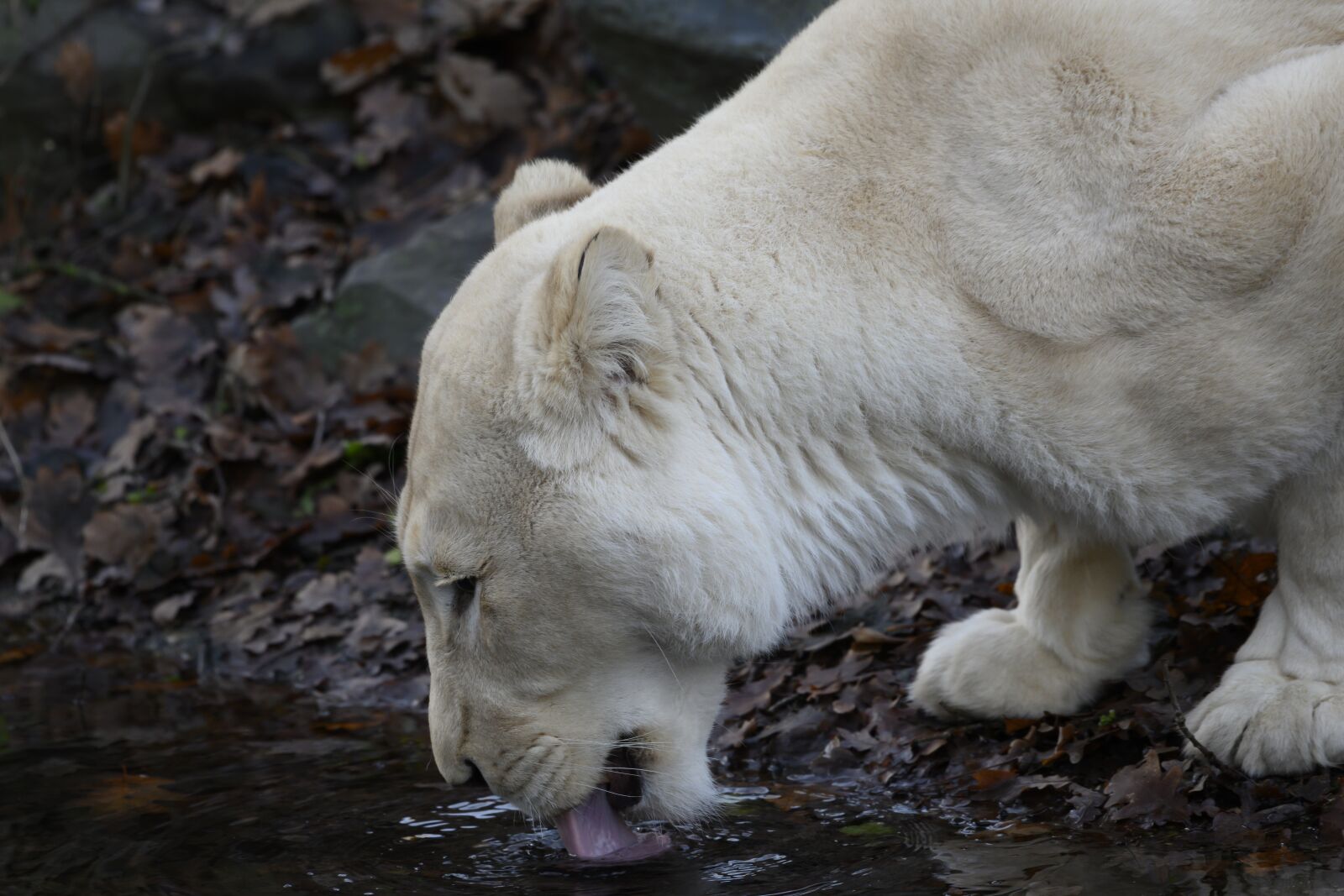 Nikon Z7 sample photo. Lioness, white lioness, zoo photography