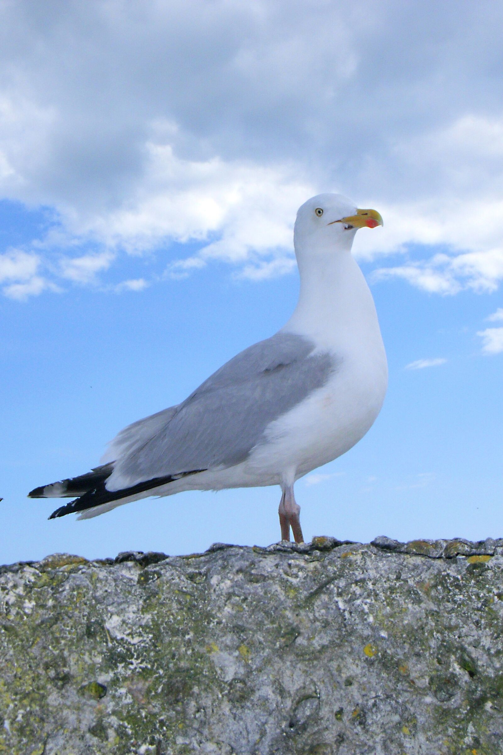 Ricoh Caplio R5 sample photo. Seagull, gull, coast photography