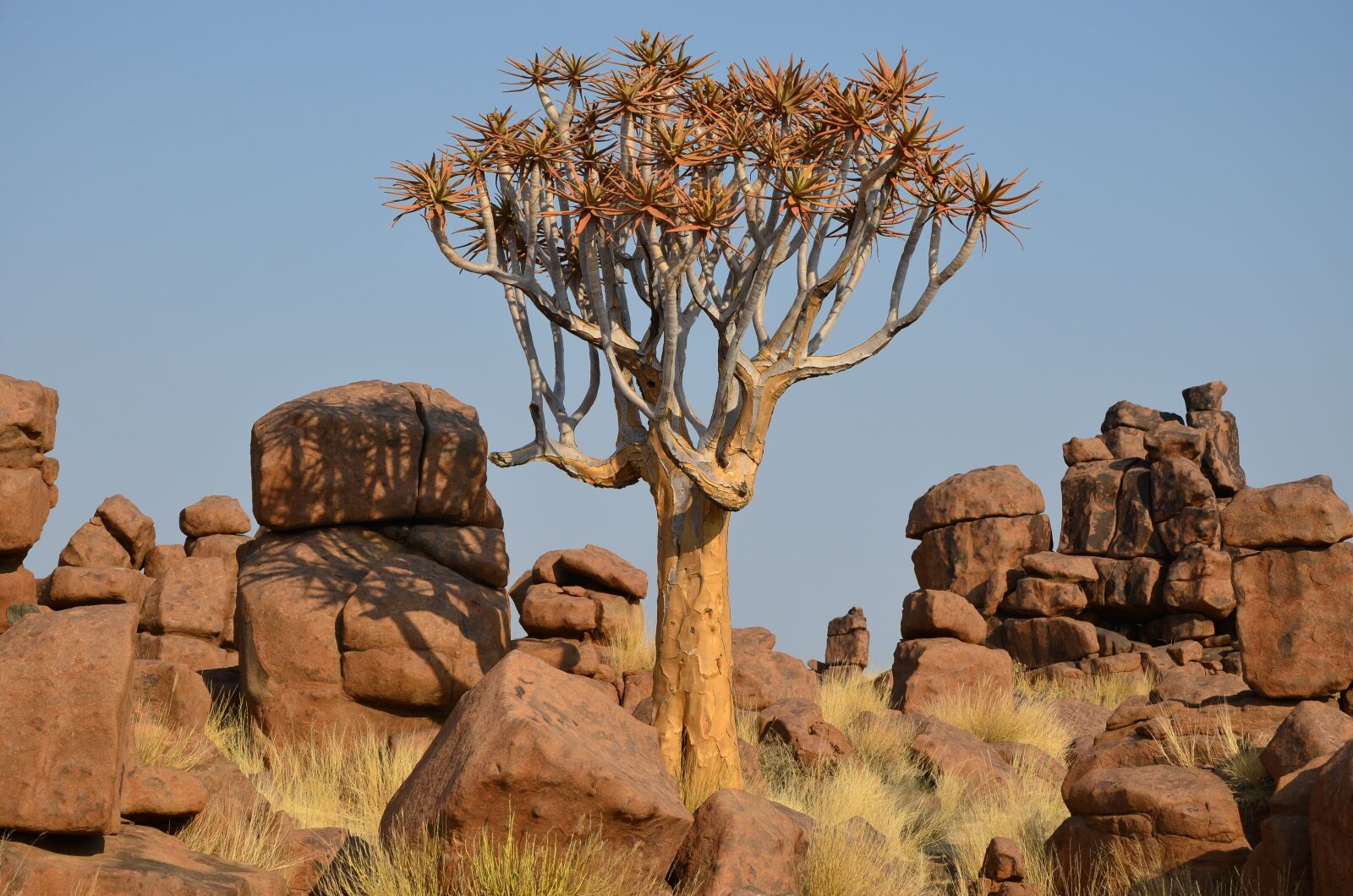 Nikon D5100 sample photo. Africa, forest, nature photography