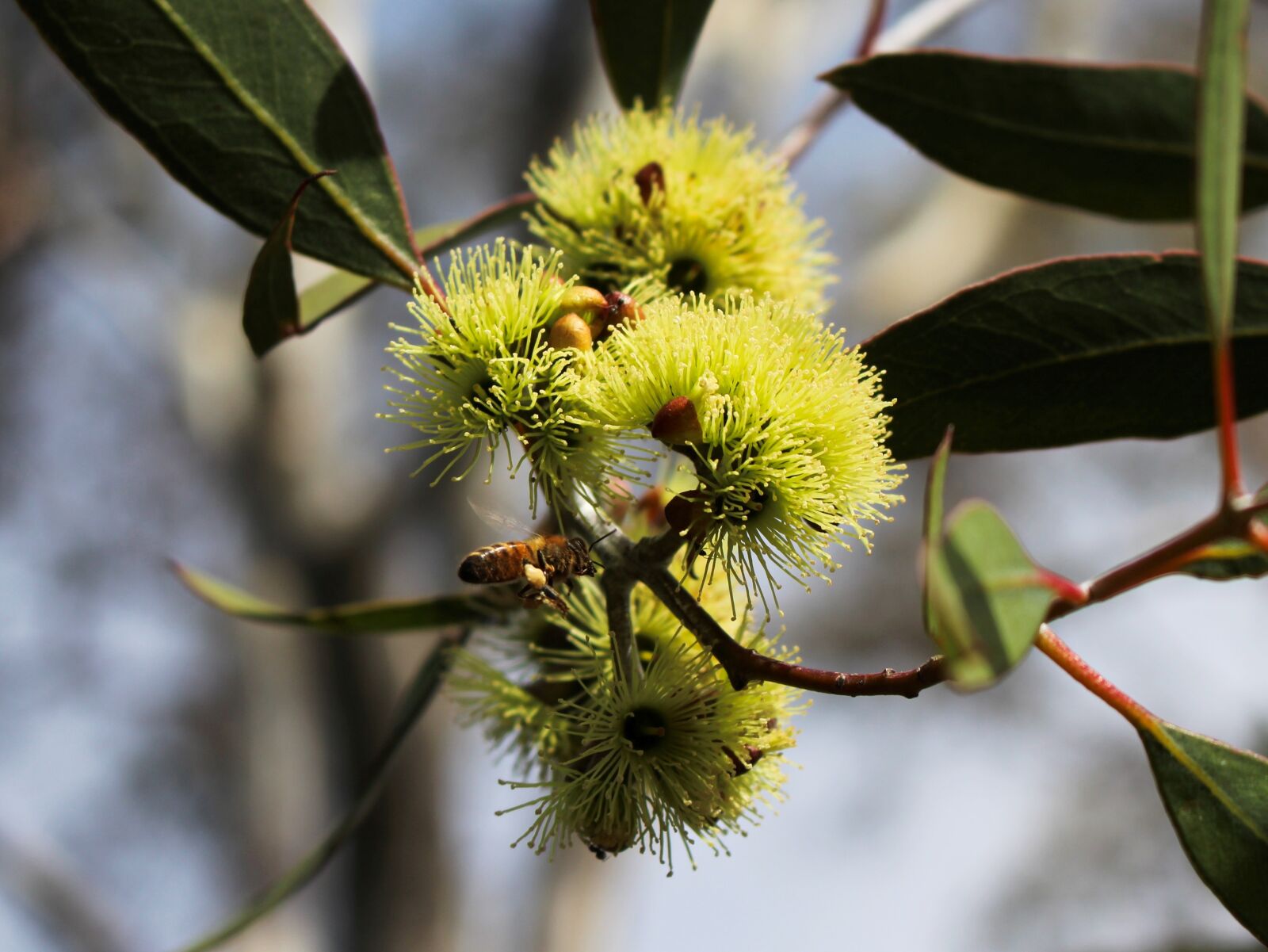 Canon EOS 700D (EOS Rebel T5i / EOS Kiss X7i) sample photo. Pollination, honeybee, eucalyptus photography