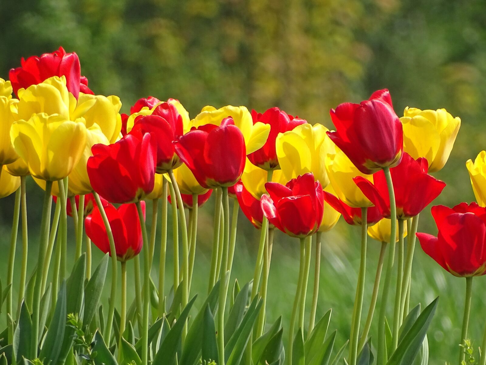 Sony Cyber-shot DSC-HX400V sample photo. Flower, tulip, the netherlands photography