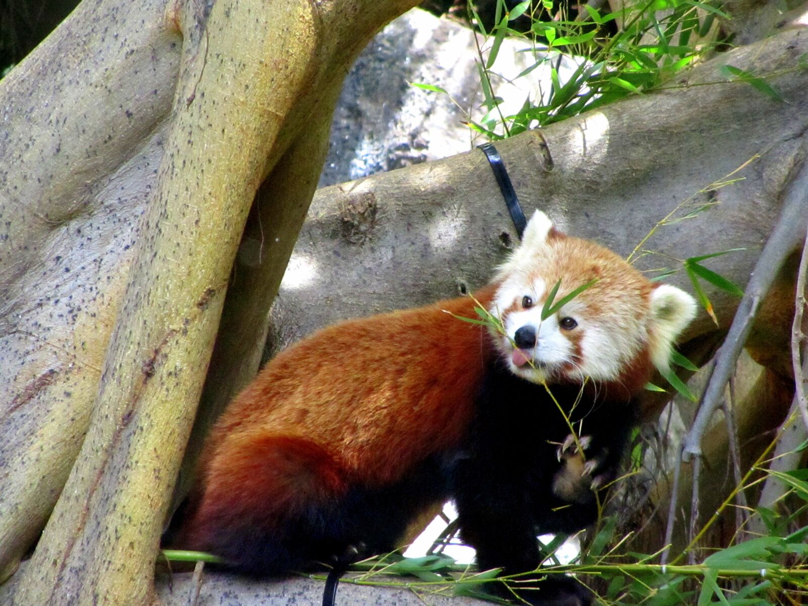 Canon PowerShot SX210 IS sample photo. Red panda, zoo, sweet photography