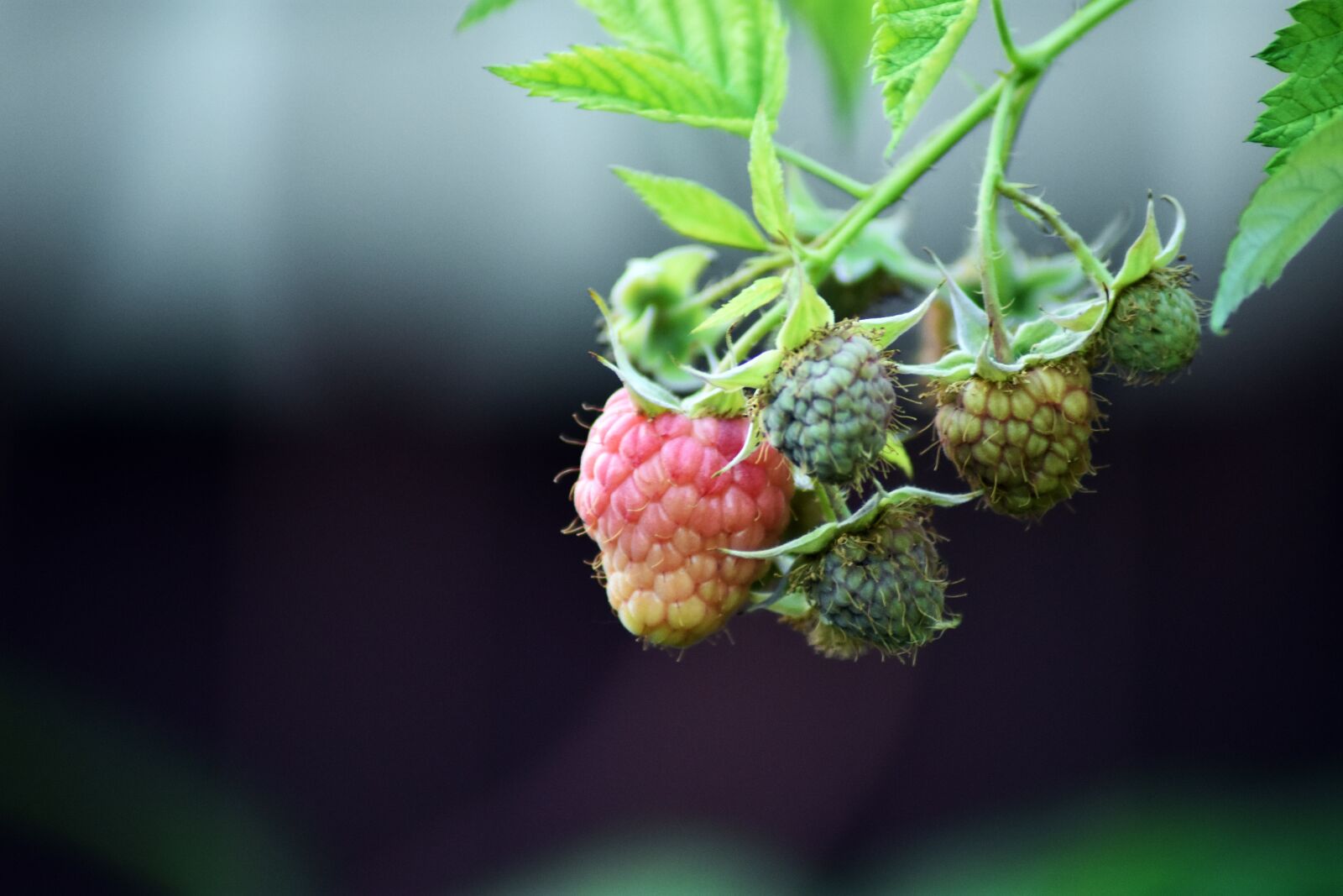 Nikon D3400 sample photo. Raspberry, fruit, immature photography