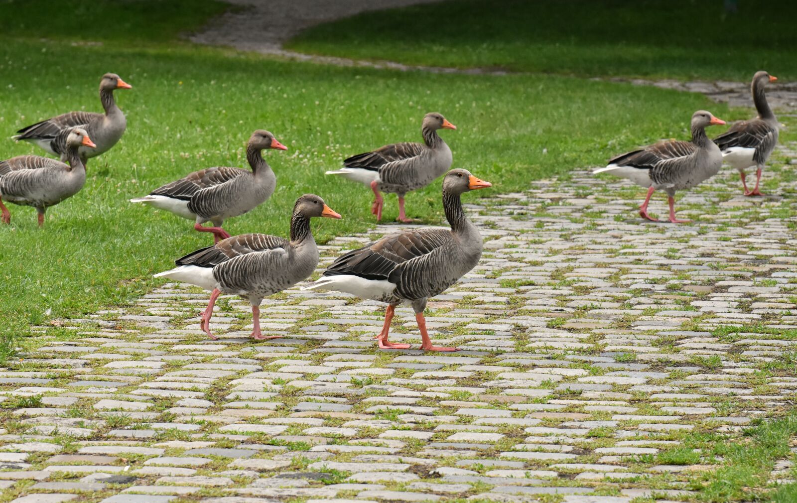 Nikon D7200 sample photo. Geese, wild geese, waterfowl photography