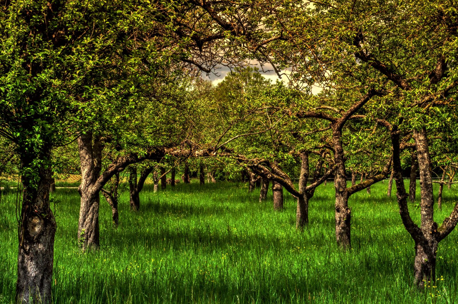 Nikon D3100 sample photo. May, spring, nature photography