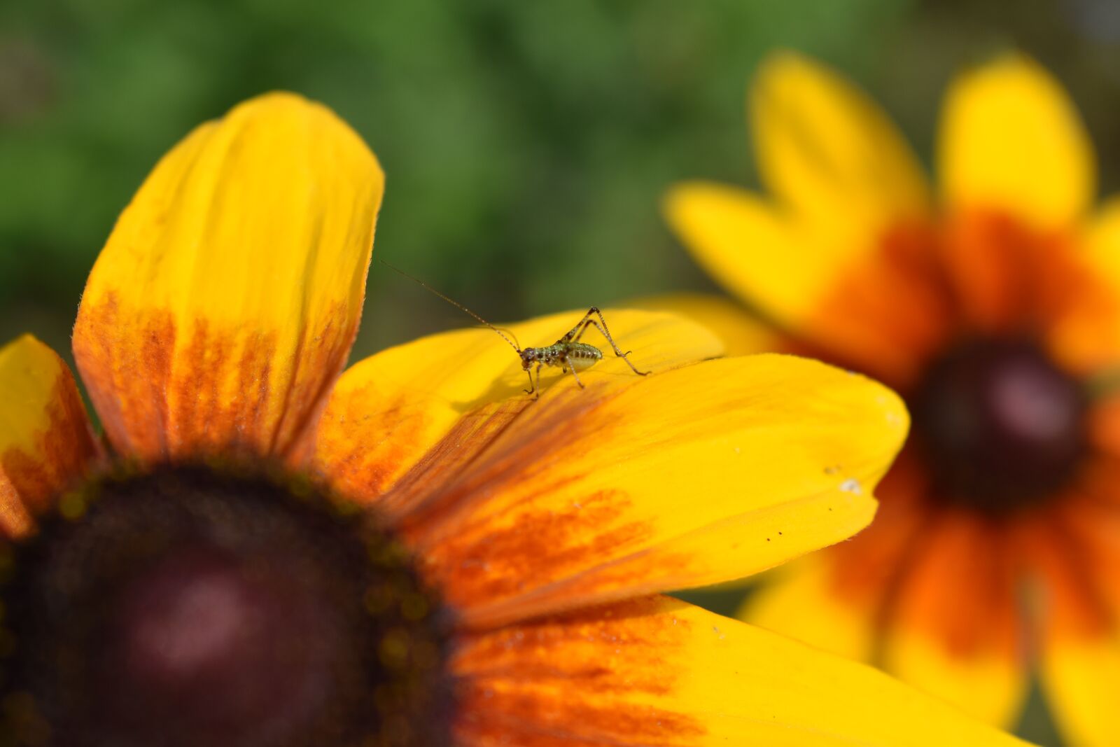 Nikon D5500 sample photo. Flower, young locust, insect photography