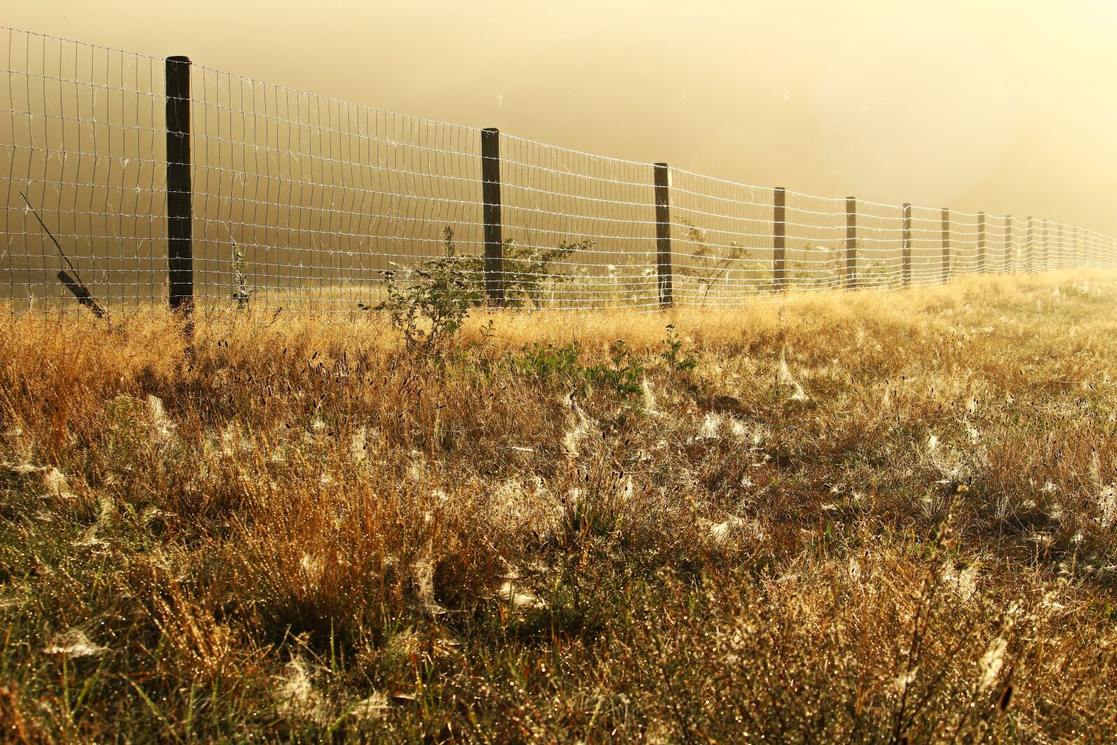 Canon EOS 100D (EOS Rebel SL1 / EOS Kiss X7) sample photo. Away, fog, fence photography