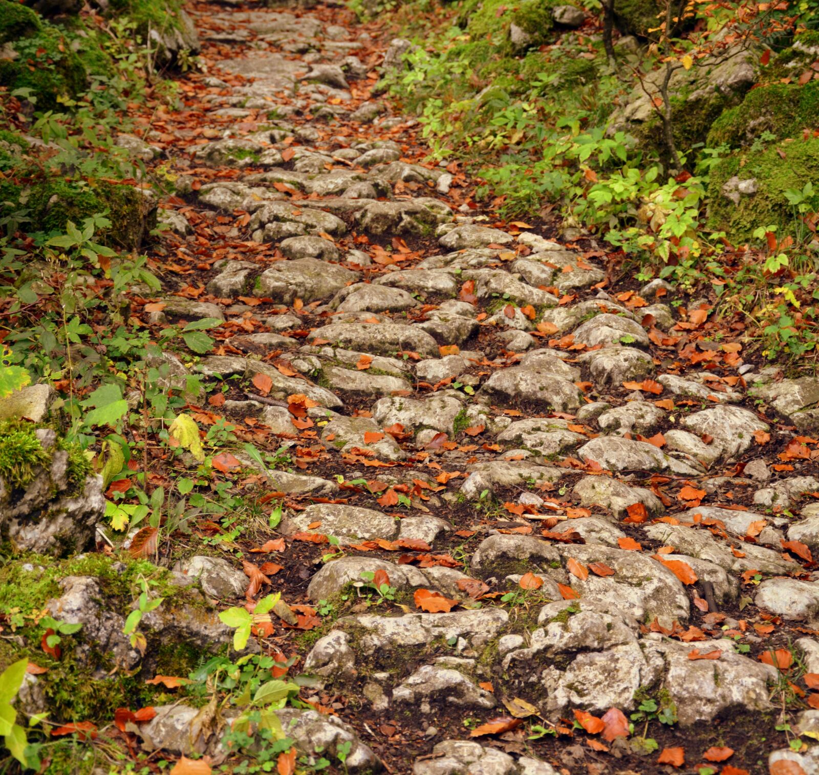 Nikon D7100 sample photo. Trail, stones, autumn photography
