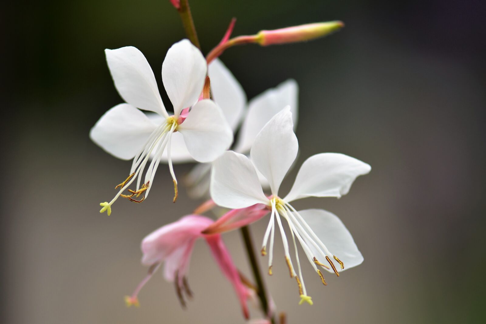 Nikon D5500 sample photo. Ghaura, glory candle, plant photography