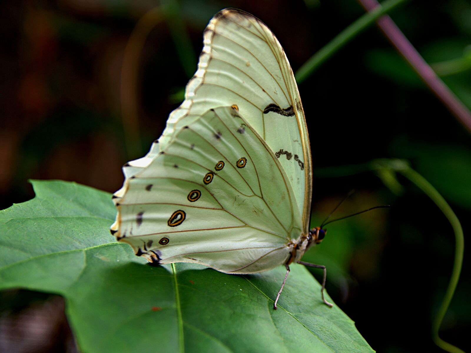 Nikon D3400 sample photo. Butterfly, butterflies, white photography