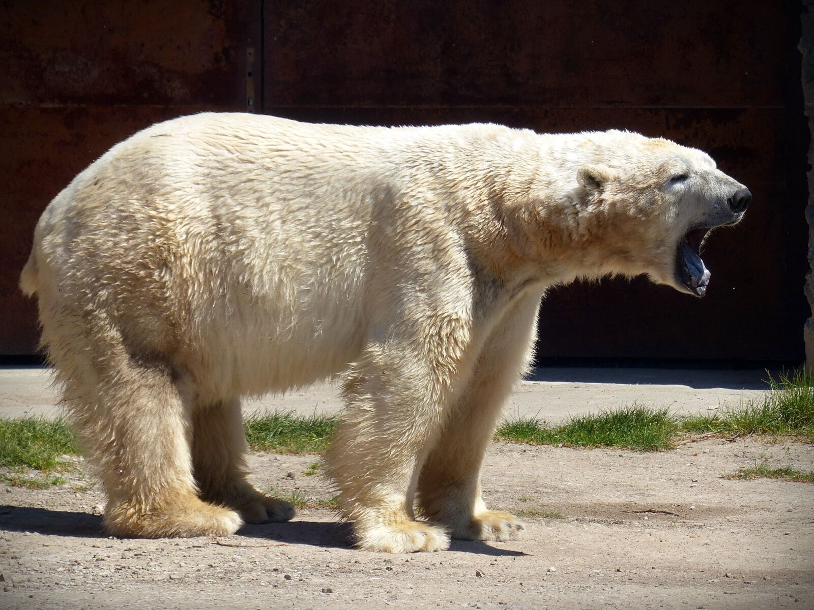 Panasonic Lumix DMC-FZ200 sample photo. Polar bear, bear, predator photography