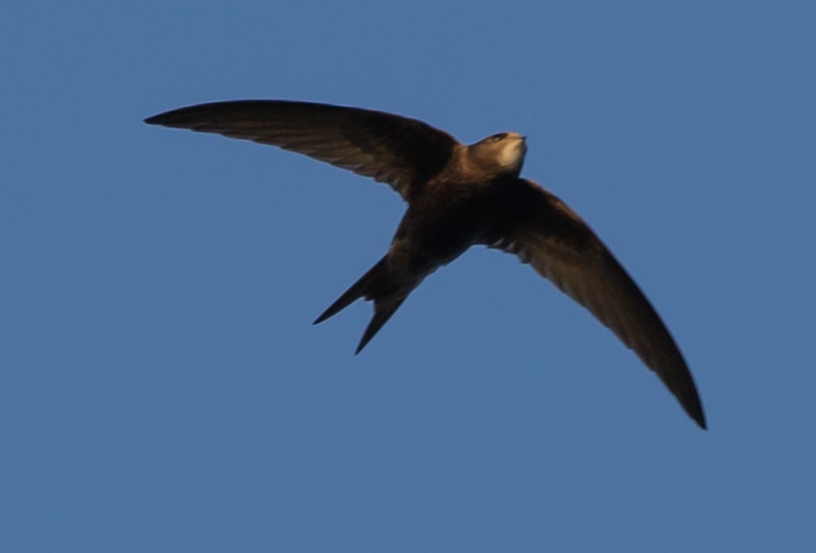 Canon EOS 5D Mark III sample photo. Swift, european swift, black photography