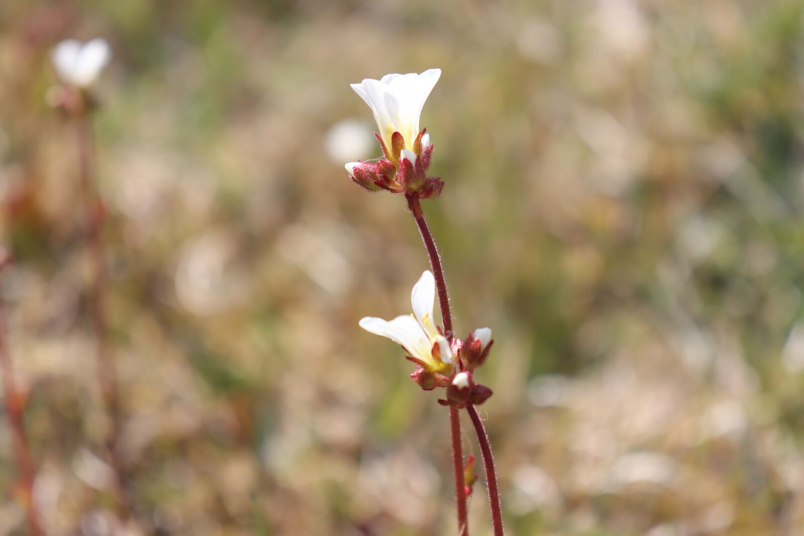 Canon EOS 77D (EOS 9000D / EOS 770D) sample photo. Flowers, white, spring photography