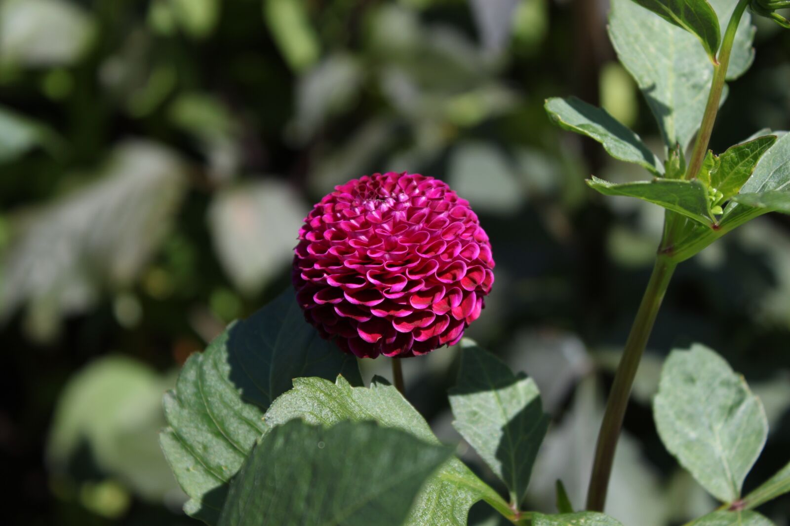 Canon EOS 500D (EOS Rebel T1i / EOS Kiss X3) sample photo. Dalia, flower, purple photography