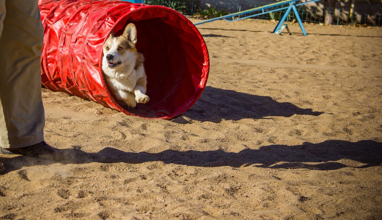 Canon EOS 550D (EOS Rebel T2i / EOS Kiss X4) sample photo. Welsh corgi pembroke, corgi photography