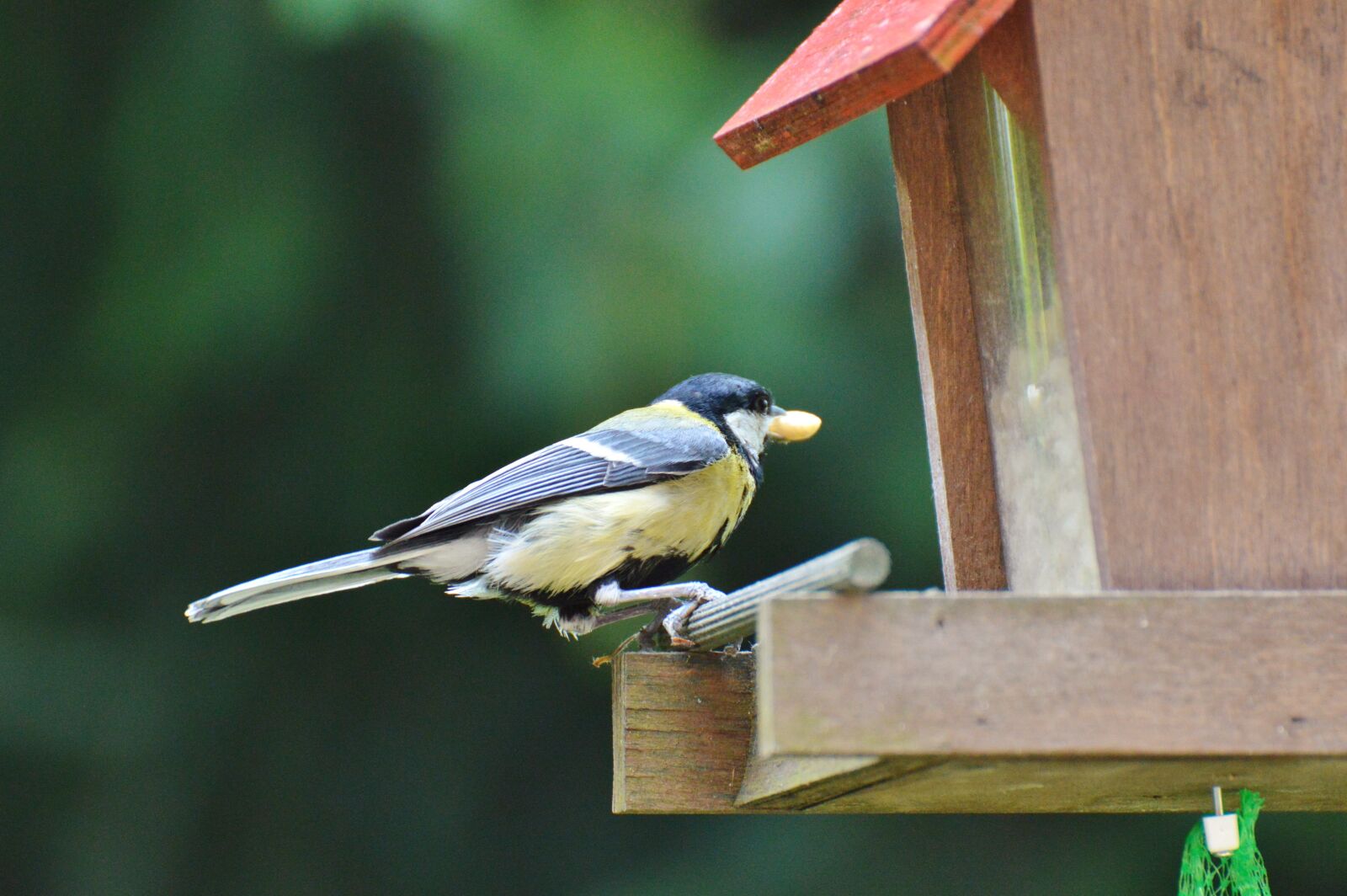 Nikon D3200 sample photo. Tit, bird, foraging photography