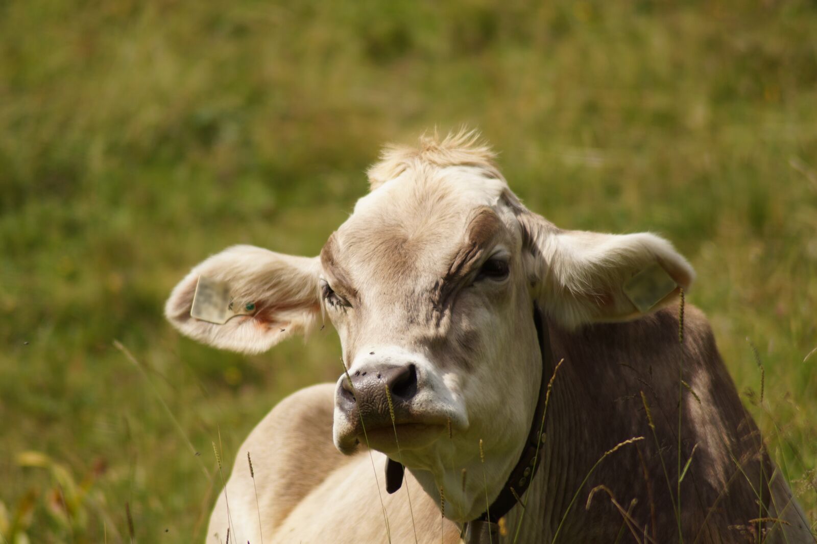 Sony SLT-A58 sample photo. Lying cow, cow, beef photography