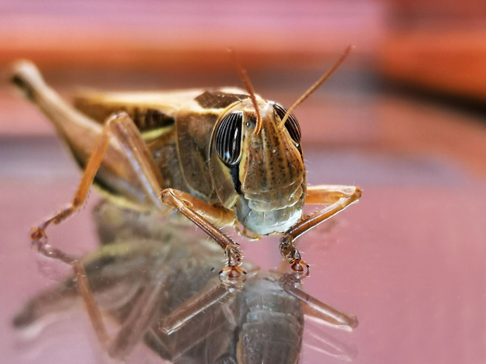 HUAWEI CLT-L29 sample photo. Insect, grasshopper, nature photography