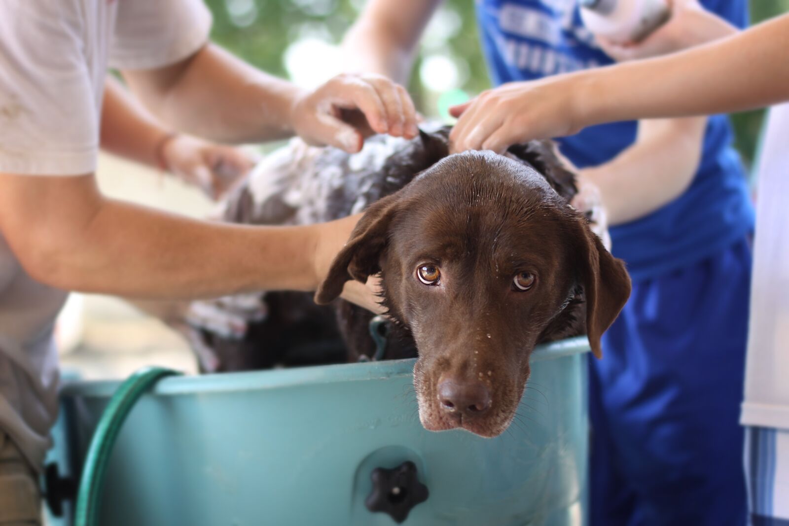 Canon EOS 50D sample photo. Dog wash, tub, brown photography