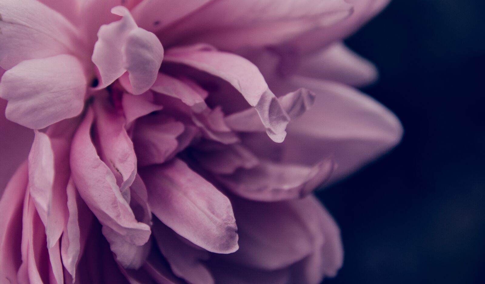 Nikon D7000 sample photo. Rose, pink, love photography