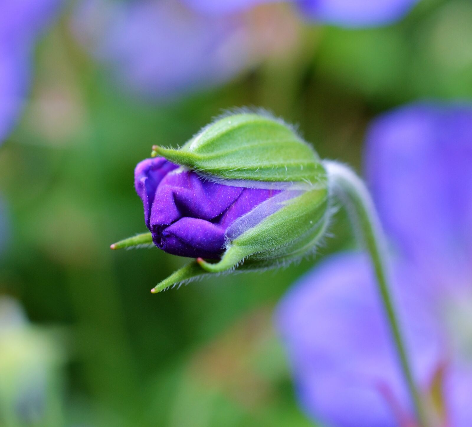Nikon D3100 sample photo. Cranesbill, geranium, bud photography